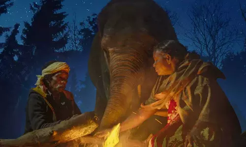 ஆஸ்கர் இறுதிப் பட்டியலில் தி எலிபண்ட் விஸ்பெரர்ஸ் ஆவணப்படம்- பாகன் தம்பதியினருக்கு குவியும் பாராட்டுக்கள்