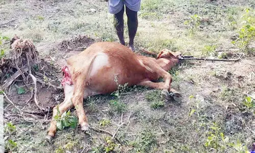 பசுமாட்டை அடித்து கொன்ற சிறுத்தை