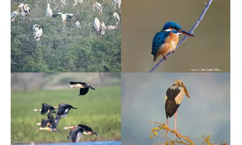 100 வகையான பறவைகள் கண்டுபிடிப்பு