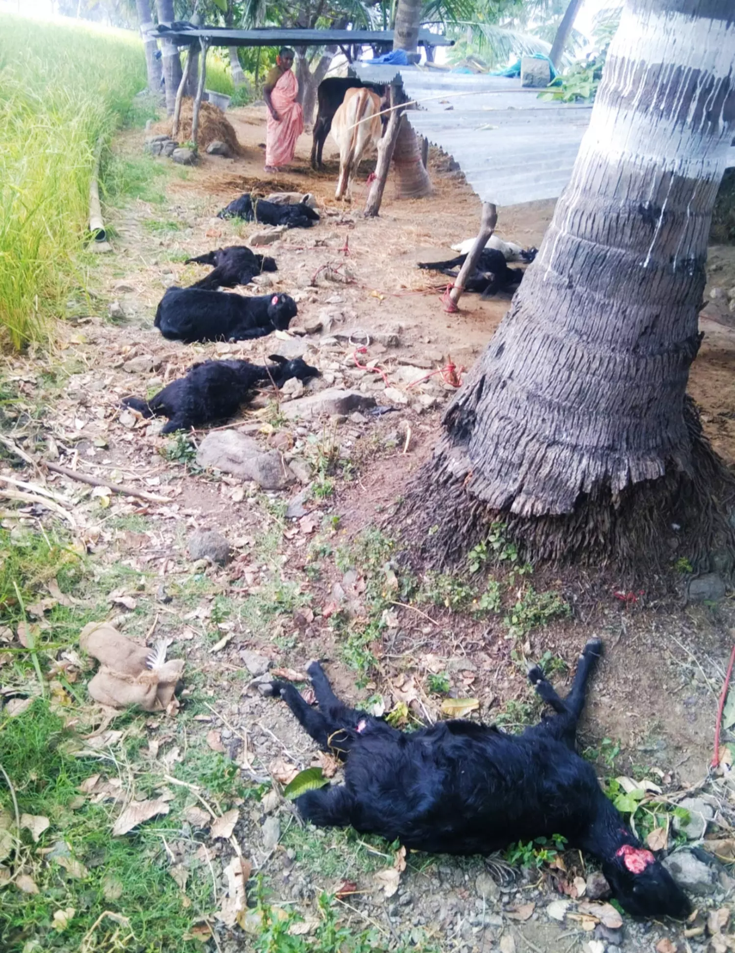 ஒரே இரவில் 8 ஆடுகளை குதறிய வெறி நாய்கள்