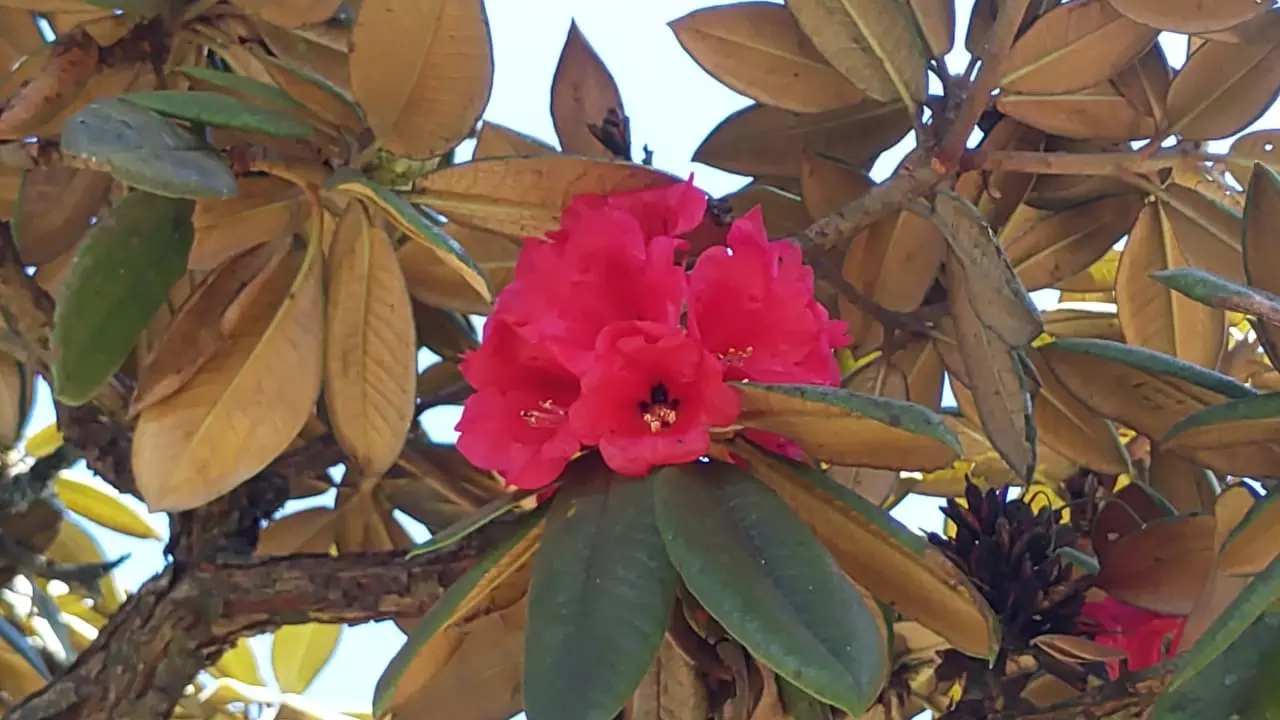 தொட்டபெட்டா மலை சரிவுகளில் பூத்து குலுங்கும் ரோடோடென்ரன் மலர்கள்