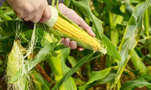 தொழிலாளர்கள் தட்டுப்பாடு - மக்காச்சோள அறுவடை பணிகள் பாதிப்பு