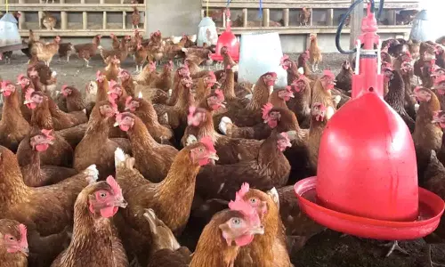 செங்கல்பட்டு மாவட்டத்தில் கோழிகளுக்கு தடுப்பூசி முகாம் நாளை தொடக்கம்