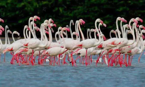7 ஆயிரத்துக்கும் மேற்பட்ட வாழ்விட- வலசை வரும் நீர்வாழ் பறவைகள்