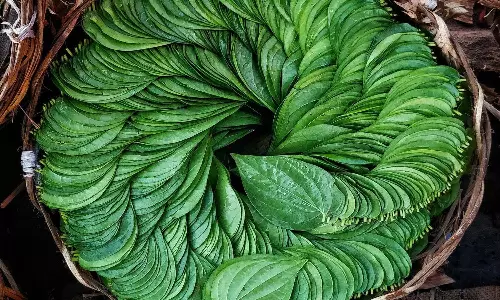 கடத்தூர் மார்க்கெட்டில் வெற்றிலை விலை அதிகரிப்பு