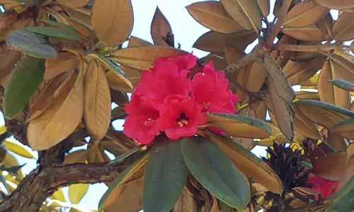 தொட்டபெட்டா மலை சரிவுகளில் பூத்து குலுங்கும் ரோடோடென்ரன் மலர்கள்