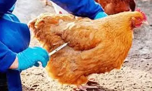 கோழிக்கழிச்சல் நோய்  தடுப்பூசி சிறப்பு முகாம் - நாளை தொடங்குகிறது