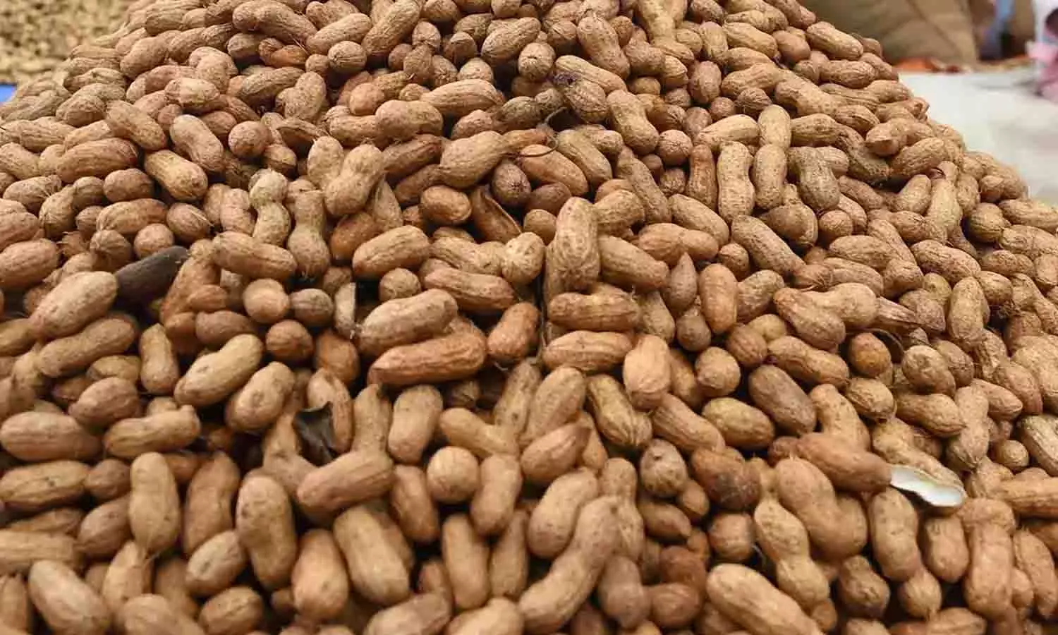 சேவூா் ஒழுங்குமுறை விற்பனைக்கூடத்தில்  ரூ.8 லட்சத்துக்கு நிலக்கடலை விற்பனை