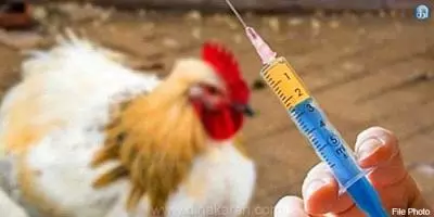 கோழிகளுக்கான நோய் தடுப்பூசி முகாம்