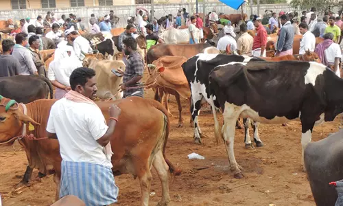 புதன்சந்தை மாட்டுசந்தையில் எருமை மாடுகளின் விலை அதிகரிப்பு