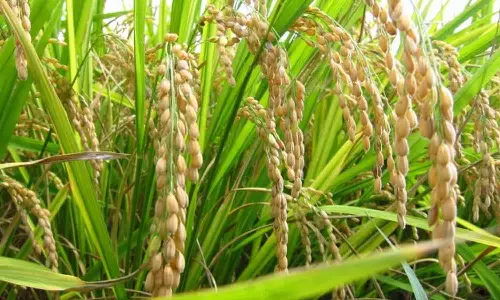 நெற்பயிர்களை பாதுகாக்கும் வழிமுறைகள் - வேளாண் துறை விளக்கம்