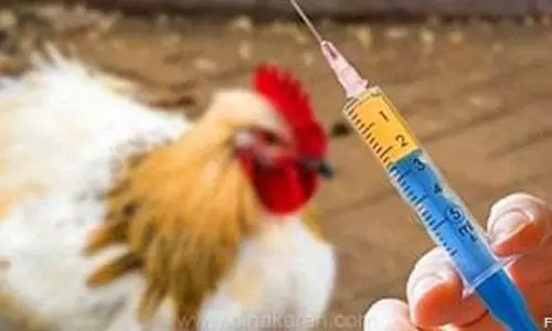 கோழிகளுக்கான நோய் தடுப்பூசி முகாம்