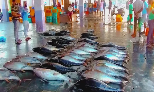 குளச்சலில் மீன் வரத்து மீண்டும் தொடங்கியது