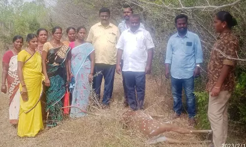 கண்மாய் கரையில் செத்து கிடந்த புள்ளிமான்