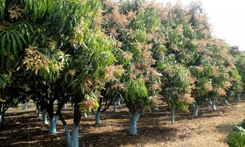 பனியால் உதிர்ந்து கொட்டும் மா மர பூக்கள், பிஞ்சுகள்