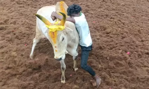 கொட்டும் மழையில் ஜல்லிகட்டு