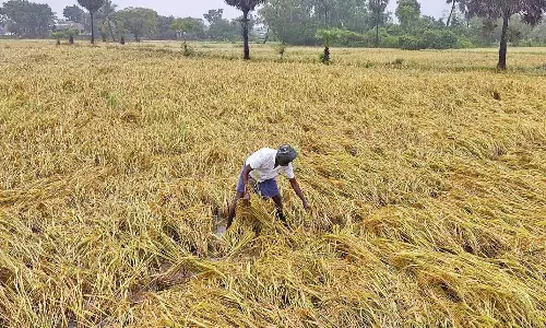 டெல்டா மாவட்டங்களில் கொட்டித்தீர்த்த கனமழை- ஆயிரக்கணக்கான ஏக்கரில் நெற்பயிர்கள் சேதம்