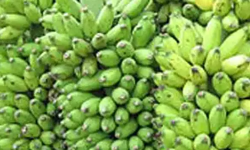 தைப்பூசத்தை முன்னிட்டு பரமத்திவேலூர் பகுதிகளில்  வாழைத்தார் விலை உயர்வு