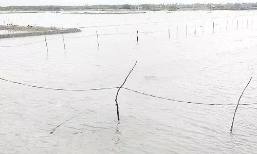 வேதாரண்யத்தில், தொடர்மழையால் உப்பு உற்பத்தி பாதிப்பு