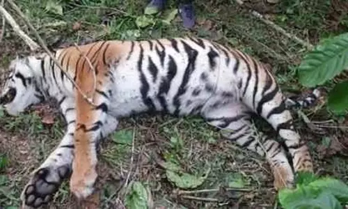 வயநாடு அருகே தோட்டத்தில் இறந்து கிடந்த புலி