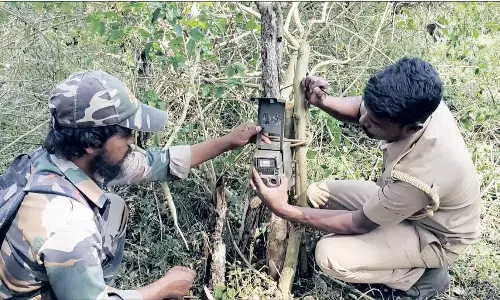 தெப்பக்காடு முகாமில் புலி நடமாட்டத்தை கண்காணிக்க 26 கேமிராக்கள் பொருத்தம்