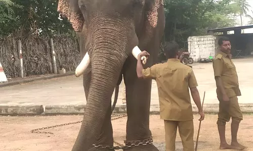 பாப்பாரப்பட்டி பகுதியில் யானைகளை பிடிக்க கும்கி யானை வருகை