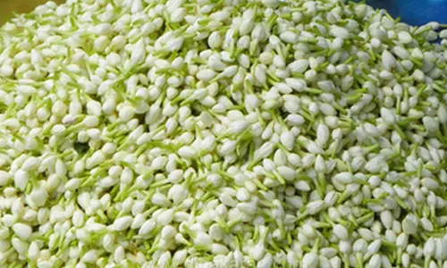 குண்டு மல்லிகைப்பூ கிலோ ரூ.1000-க்கு விற்பனை