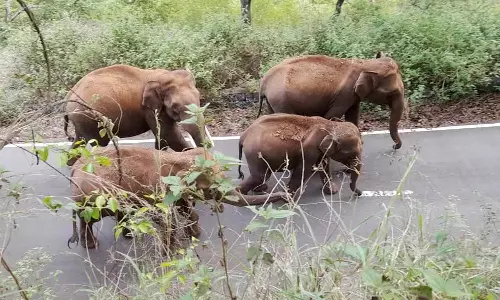 ஒரே இடத்தில் 60 காட்டுயானைகள் முகாம்- 10 கிராம மக்களுக்கு வனத்துறையினர் எச்சரிக்கை