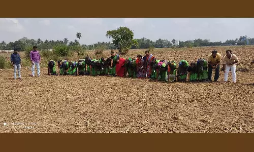 வாழ்ந்து காட்டுவோம் திட்டம்-  மகளிர் குழுவினர் பச்சை பயிர் சாகுபடி செய்தனர்