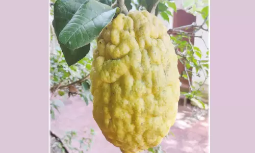 2 கிலோ எடையில் அதிசய நார்த்தம்பழம்- புகைப்படம் எடுக்க பொதுமக்கள் ஆர்வம்