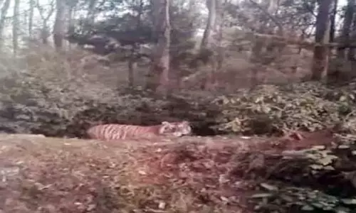 ஊட்டி மார்லி மந்து அணை பகுதியில் புலி நடமாட்டம்- பொதுமக்கள் அச்சம்