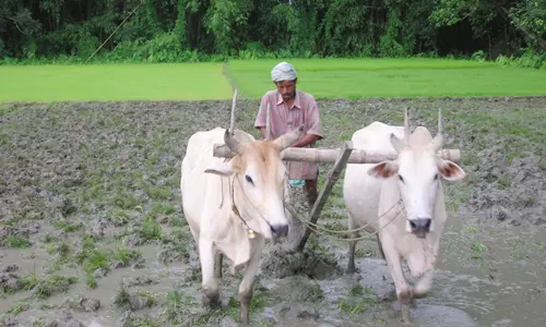திண்டுக்கல் மாவட்டத்தில் உழவர் பாதுகாப்பு திட்டபயனாளிகள் பயன்பெற வாய்ப்பு கலெக்டர் விசாகன் தகவல்