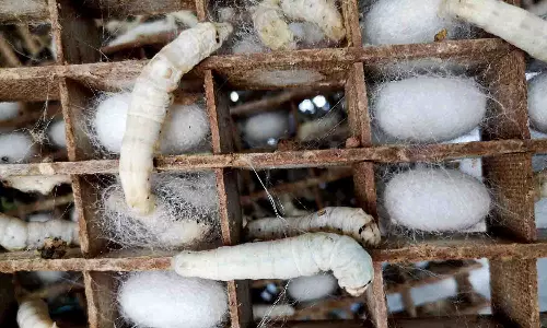 பட்டுக்கூடு  கழிவுகளில் இருந்து மதிப்பு கூட்டு பொருட்கள் தயாரிக்க மாணவர்கள் விழிப்புணர்வு