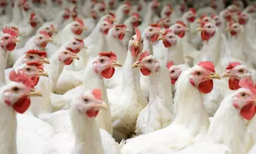 நாமக்கல் மண்டலத்தில் கறிக்கோழி விலை மேலும் 5 ரூபாய் உயர்வு