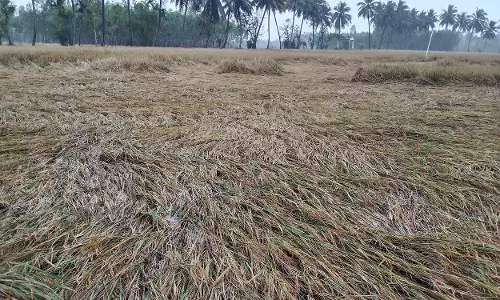 தண்ணீரில் மூழ்கிய நெற்பயிர்கள்