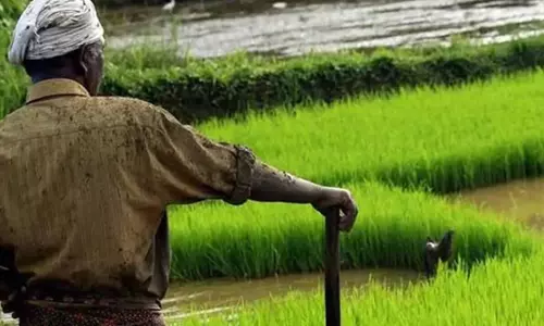 மழையால் நெல் அறுவடை பாதிப்பு