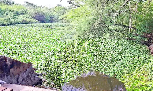 ஆகாயத்தாமரை செடிகள் அகற்றப்படுமா? பொதுமக்கள் எதிர்பார்ப்பு