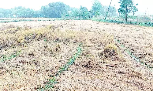 திருவாரூரில், தொடர் மழையால் 1 லட்சம் ஏக்கர் நெற்பயிர்கள் சேதம்