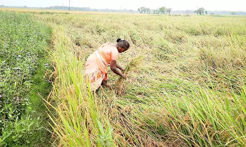 கனமழையால் நெற்பயிர்களை நிமிர்த்தி கட்டும் பணியில் ஈடுபட்டுள்ள விவசாயி