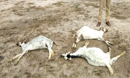 தூத்துக்குடியில் மேய்ச்சலுக்கு சென்ற 3 ஆடுகள் சாவு- போலீசார் விசாரணை