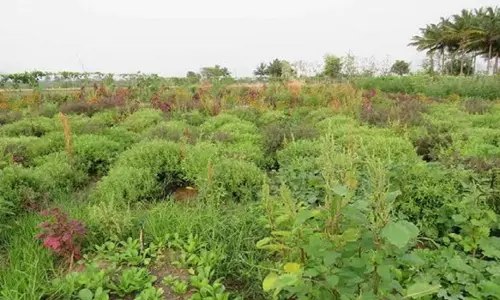 மூலிகை தோட்டம் அமைக்க மானிய விலையில் இடுபொருட்கள்