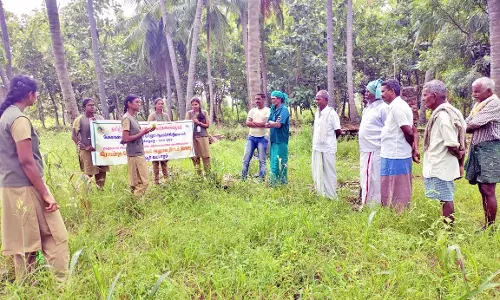 பாவூர்சத்திரம் அருகே விவசாயிகளுக்கு தென்னை டானிக் செயல்முறை விளக்கம்
