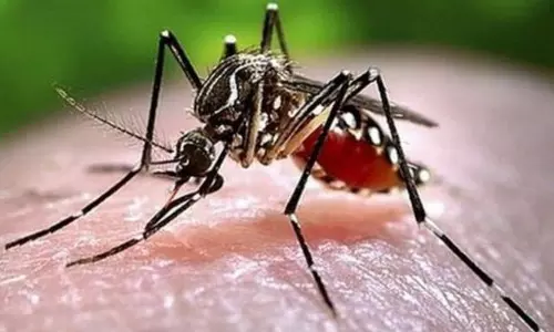 ஆலங்குளம் சுற்றுவட்டாரத்தில் டெங்கு காய்ச்சல் பாதிப்பு அதிகரிப்பு - சுகாதாரத்துறை நடவடிக்கை எடுக்குமா?