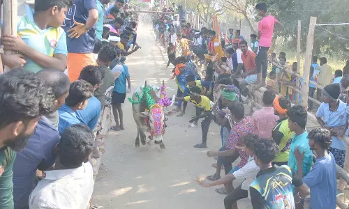 100 காளைகளுடன் எருதாட்ட திருவிழா