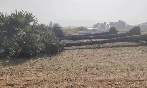 பனை மரங்கள் வேரோடு சாய்ப்பு