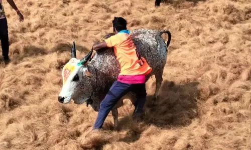 மலையடிப்பட்டியில் ஜல்லிகட்டு