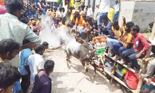 காளைகள் முட்டி 3 பேருக்கு எலும்பு முறிவு