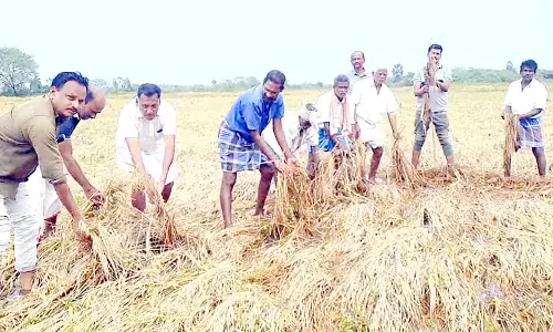 நாகையில், தொடர்மழையால் 5000 ஏக்கர் நெற்பயிர்கள் சேதம்