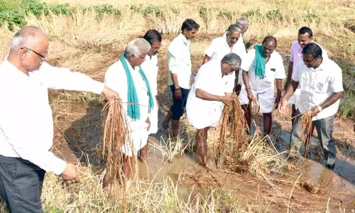 சேதமடைந்த நெற்பயிர்கள் கணக்கெடுக்கும் பணி