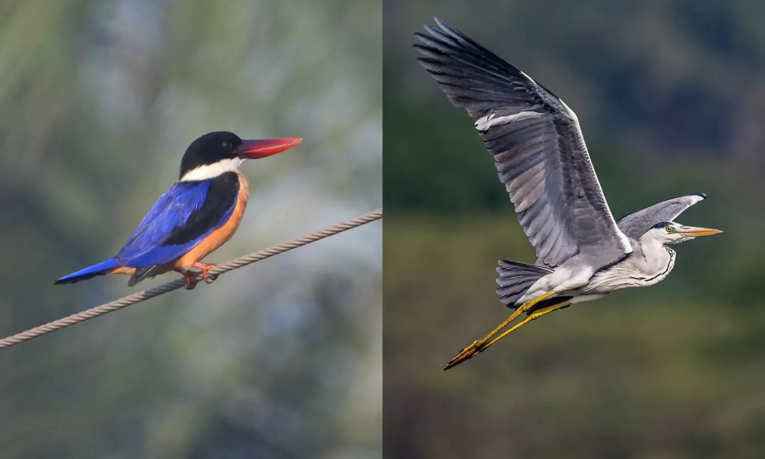 கோவை குளங்களுக்கு 9,500 பறவைகள் வந்தன- கணக்கெடுப்பில் தகவல்